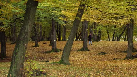 girl walkíng in hoia forest with bright yellow autumnal trees in autumn in cluj-napoca, romania