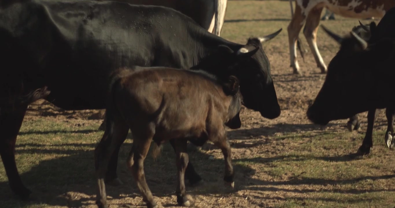 A dark calf stands and walks among adult cattle on a sunlit dirt and grass pasture, suited to ranching or agriculture themes.