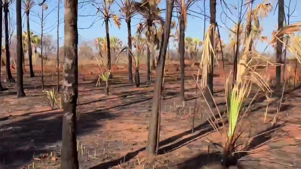 Ripresa in movimento da un veicolo che mostra terra bruciata, palme carbonizzate e distruzione ambientale dopo un incendio boschivo a Mahajanga, Madagascar