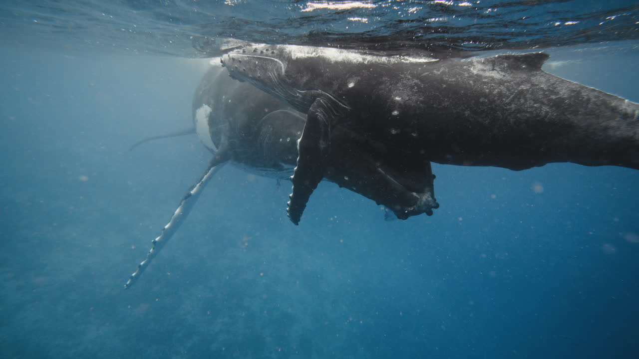Humpback Whales In Vava'u Tonga