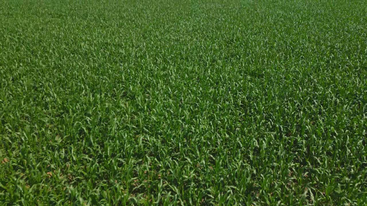 Vast Green Cornfield on a Sunny Day