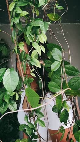 woman hiding in lush greenery