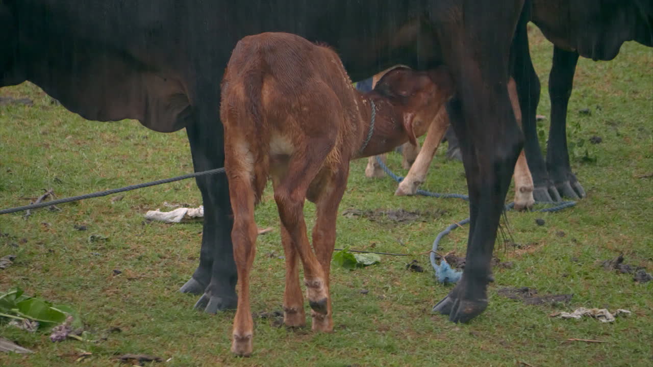 el primer plano de un pequeño ternero bebe leche de su vaca madre en un prado verde bajo la lluvia tropical