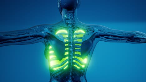 exploración de la anatomía de los pulmones humanos