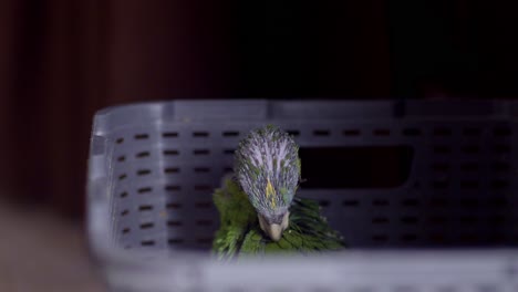 green yellow baby parrot of 2 months sitting in gray basket, itching itself, closeup