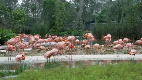 large group of american flamingos standing beside water feature at zoo