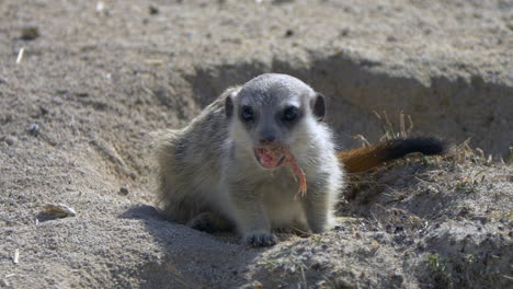 Close-up-shot-of-Meerkat-eating-meat-outdoors-in-nature-during-sunlight---slow-motion