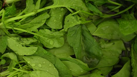 wet green spinach leaves after washing