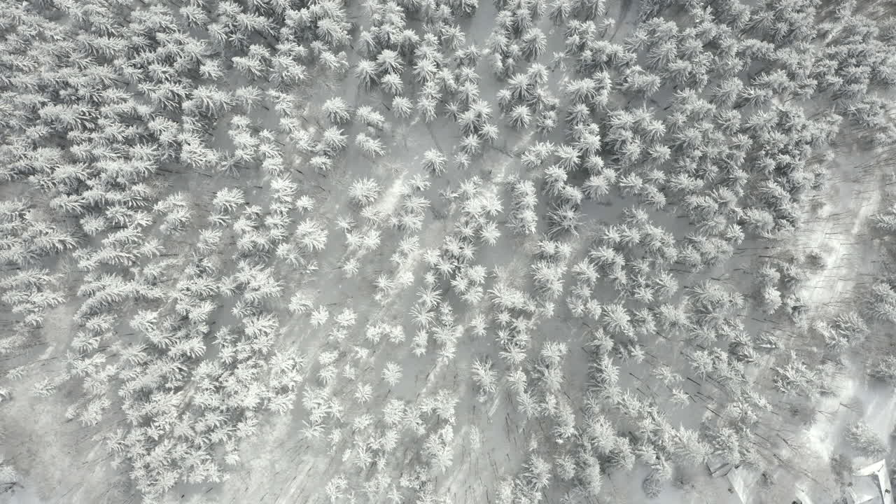 вид с воздуха на заснеженный сосновый лес в зимнее время, красиво, как в сказке