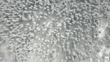 aerial top view of snowy pine forest in wintertime, beautiful like a fairytale