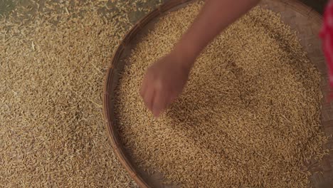 rice seeds grain with embryo ready for planting in farm in asia