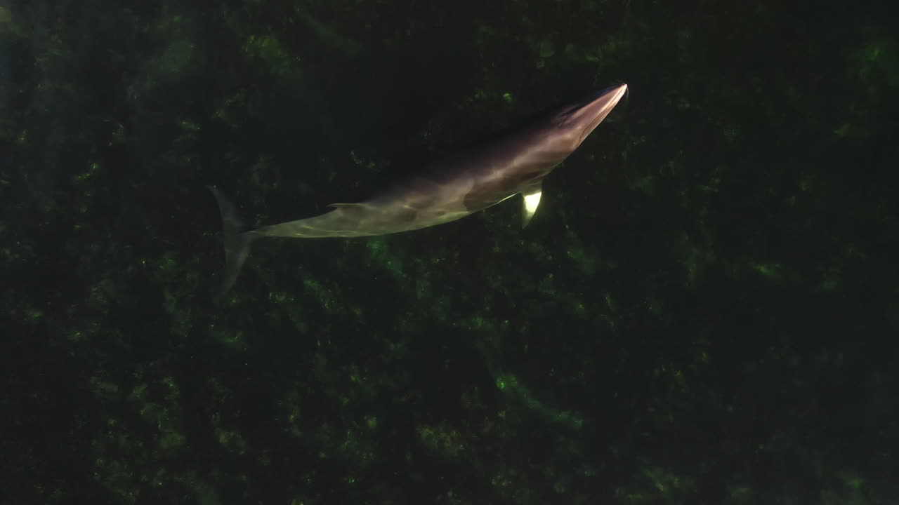 동부 퀘벡의 얕은 물에서 수영하는 밍크 고래