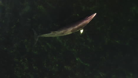 Minke-whale-swimming-in-shallow-water-in-eastern-Quebec