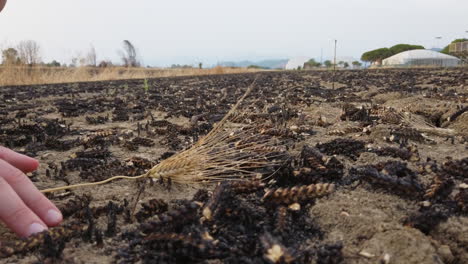 drought and burnt grain