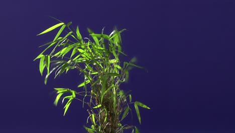 planta de tierra con fondo de pantalla azul