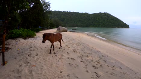 tourist capturing a mother horse and her foal walking calmly on the beach in penang, malaysia, monkey beach.