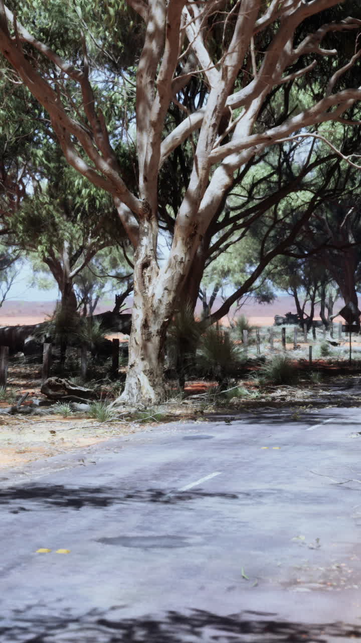 사막 숲 을 가로지르는  빈 길