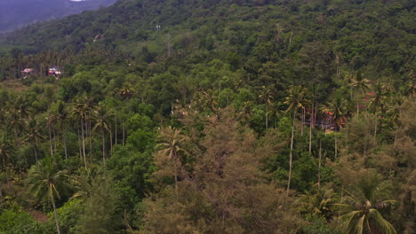 coastal palm tree jungle with solitary houses on koh kood beach