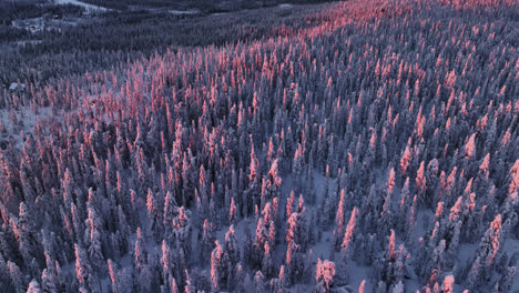 vista aérea en círculo bosque cubierto de nieve vívido, dramático atardecer en syote, finlandia