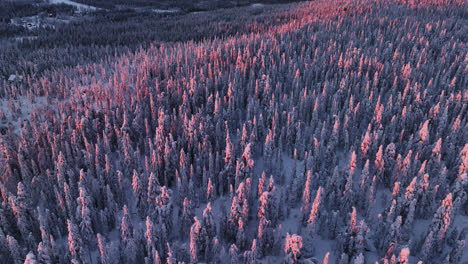 aerial view circling vivid snow covered forest, dramatic sundown in syote, finland