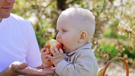 blue-eyed blond baby boy holding a big apple. father's hand supports a fruit when kid tries to bite it. father and son in the garden. close up.