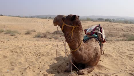 pet-camel-with-traditional-sitting-cart-at-desert-at-day-from-different-angle-video-is-taken-at-rajasthan,-India