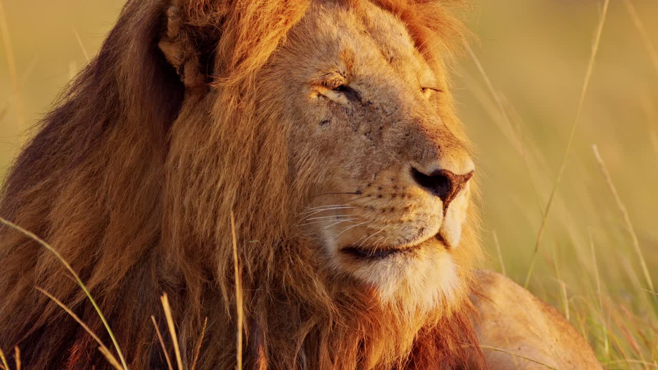 cámara lenta de un león macho, animal salvaje africano en la reserva nacional de masai mara en kenia en un safari en áfrica en masai mara, hermoso retrato en primer plano despertando en la mañana al amanecer luz del sol luz del sol