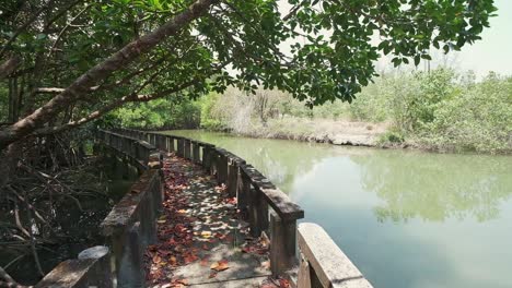 bosque de manglares zona costera con una pasarela para ecoturismo