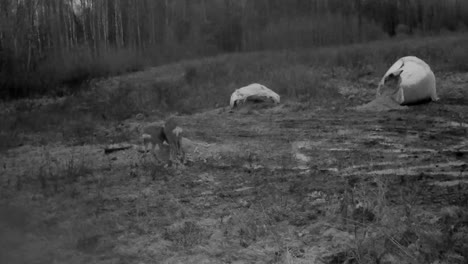 night vision trail camera of two deer doe eating at the feeder