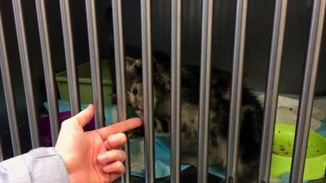 close-up view of a caged kitty playing with the human hand