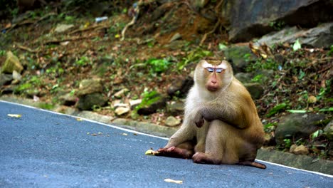 portrait of a monkey sitting on a road in the jungle