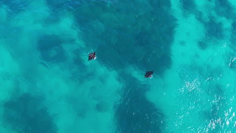 Two-chevron-reef-mantas-swim-in-shallow-tropical-water-while-feeding-on-surface