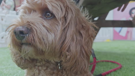 adorable cavapoo dog outdoors