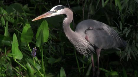 a great blue heron feeds in a marshland 1