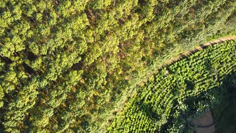 vista de árboles de drones en la montaña verde