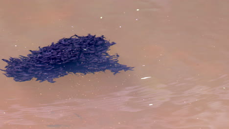 black tropical tadpole tight swimming mass in brown lake