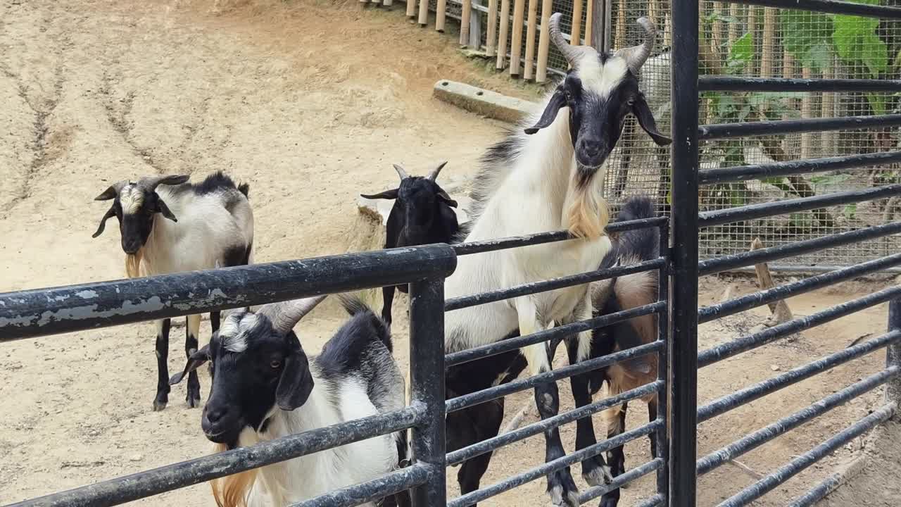 창고에 있는 염소