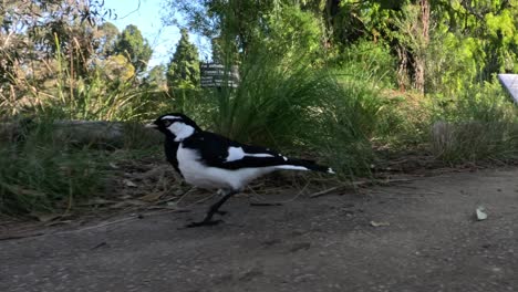 a magpie-lark walking on a garden path