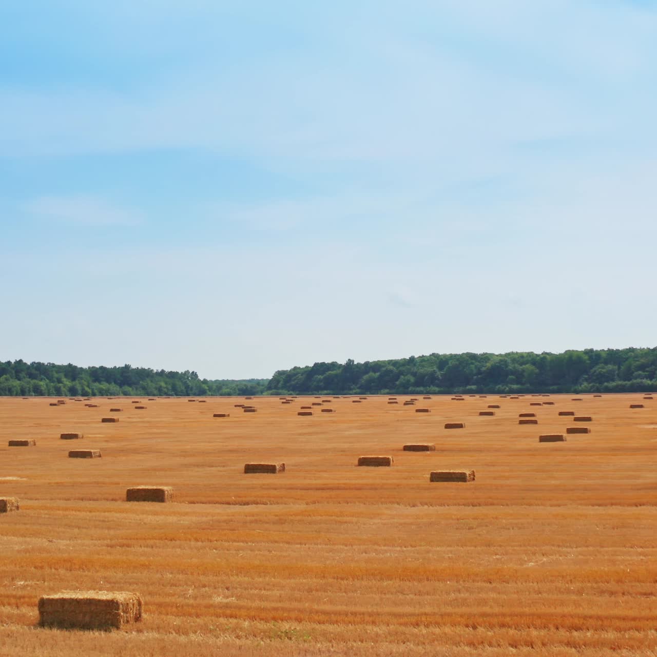Vast agricultural field after harvesting with hay bales scattered around. Sunny summer day backdrop