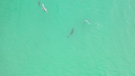 Vista-Aérea-De-Una-Manada-De-Delfines-Nadando-Suavemente-En-Las-Aguas-Cristalinas-Del-Océano-Pacífico-3