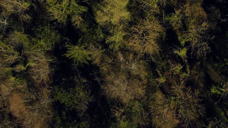 top view of the trees