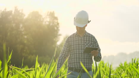 Plan-Intermedio:-Un-Granjero-Con-Una-Tableta-Se-Acerca-A-La-Cámara-Mirando-Las-Plantas-En-Un-Campo-De-Maíz-Y-Presiona-Los-Dedos-En-La-Pantalla-De-La-Computadora.-Concepto-De-Agricultura-Moderna-Sin-Uso-De-Transgénicos.