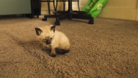 Pequeño-Gatito-Siamés-Acostado-En-Un-Piso-Alfombrado,-Plano-Medio-Desde-Atrás