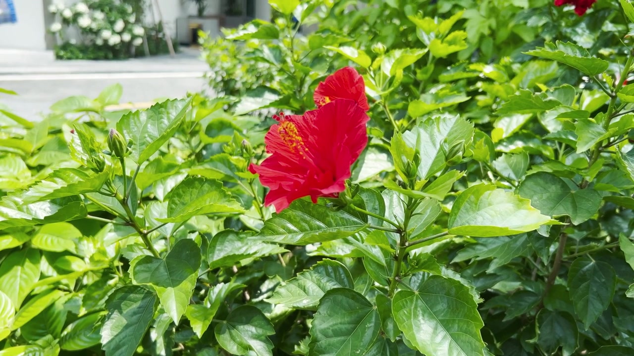 Fiore di ibisco rosso vibrante che sboccia in un giardino lussureggiante