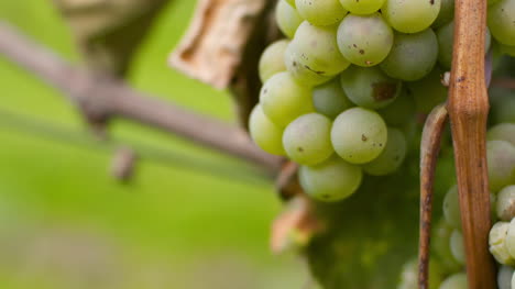 racimo de uvas en viñedo en la granja de producción de vid 1