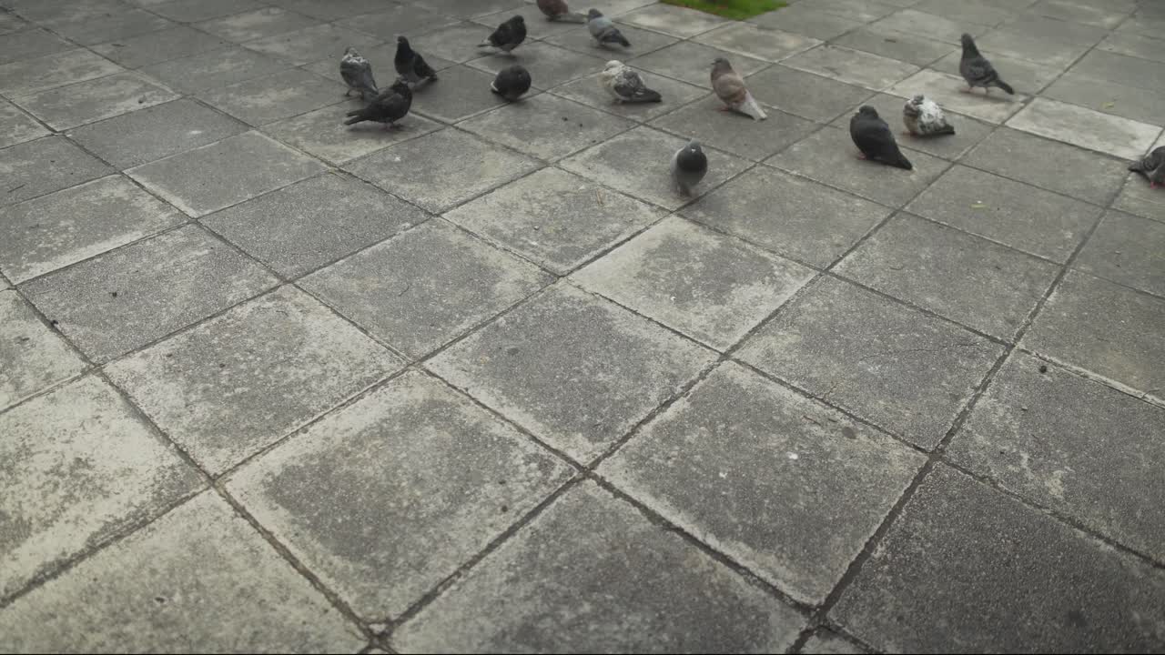 Flock of pigeons searching for food on the pavement in slow motion in Athens, Greece