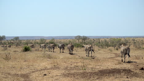Zebra--herd-walking-in-line,-backview-in-slowmotion
