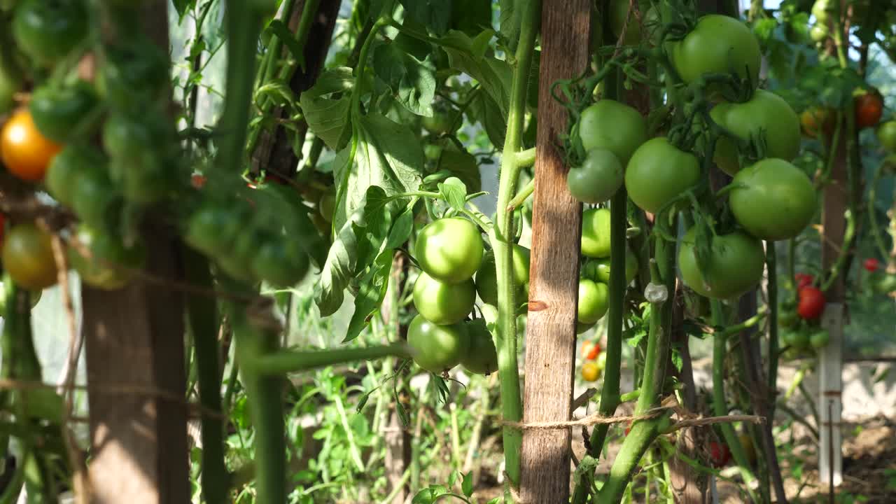cerrar vista de mano de los tomates que crecen en la casa verde