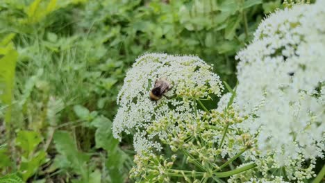 bumble bee pollinating white flower, nature summer detail