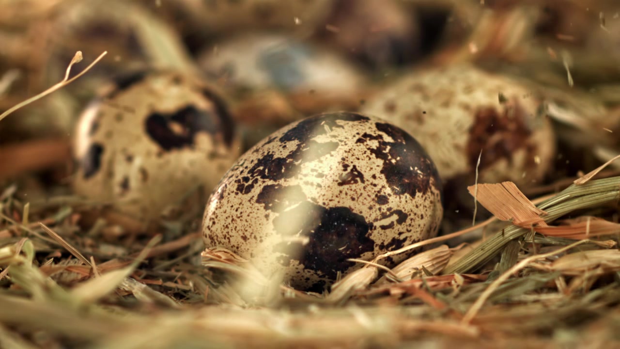 Close-up of Speckled Quail Eggs in a Natural Hay Nest